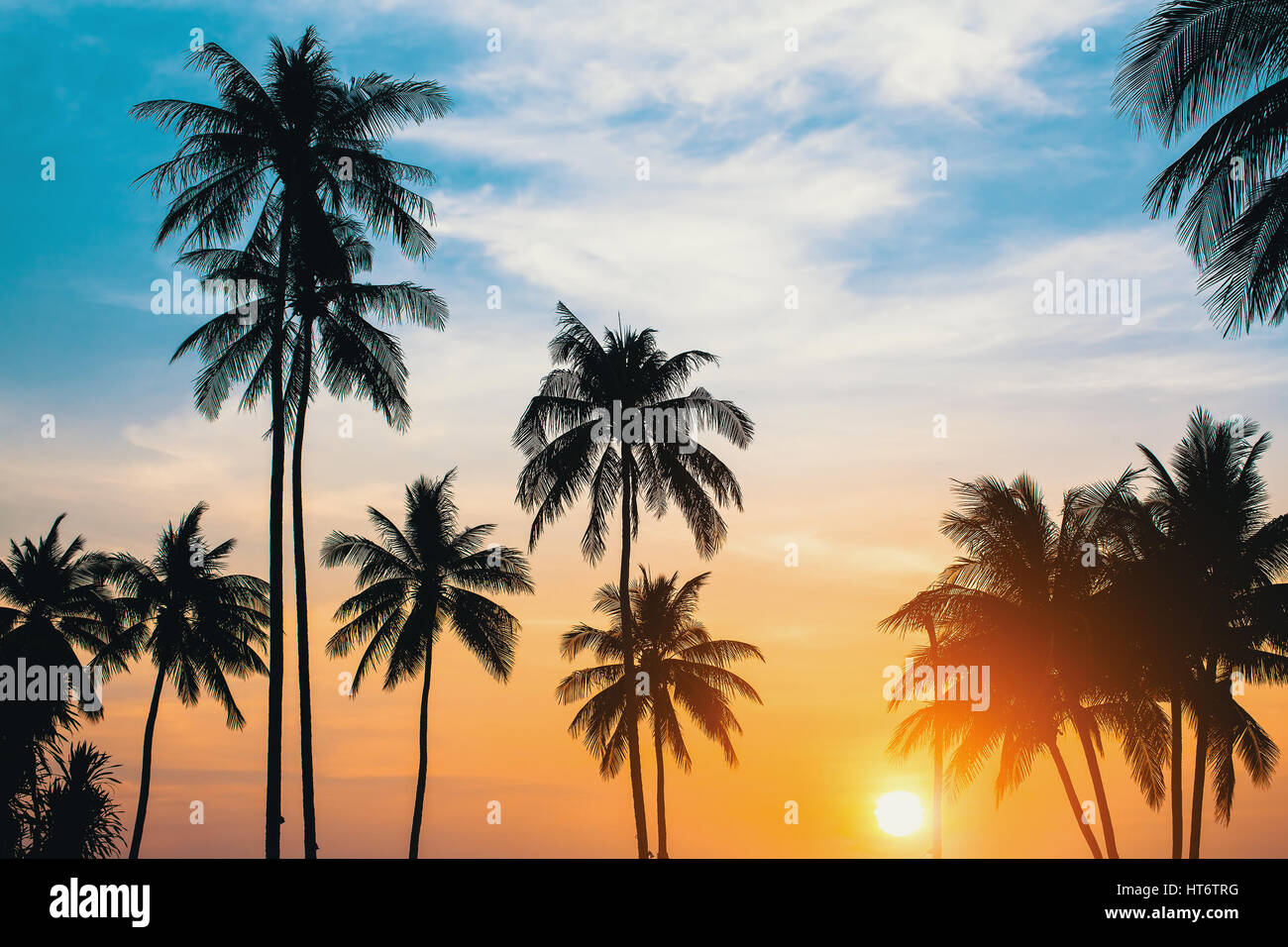 Silhouettes de palmiers au coucher du soleil. Banque D'Images