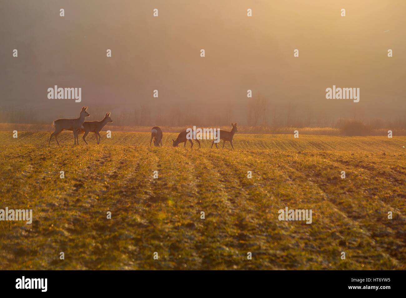 Cerfs sur prairie le matin Banque D'Images