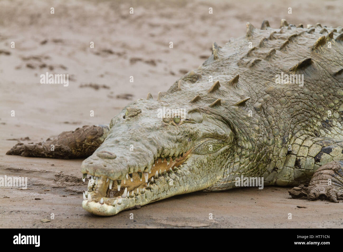 Crocodile, Crocodylus acutus, se trouve depuis le sud de la Floride, dans la mer des Caraïbes et l'Amérique centrale à l'amérique du nord et nord-ouest de l'Amérique du Sud. Banque D'Images