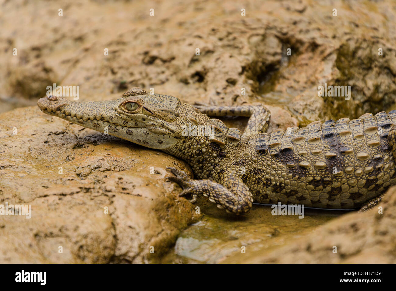 Crocodile, Crocodylus acutus, se trouve depuis le sud de la Floride, dans la mer des Caraïbes et l'Amérique centrale à l'amérique du nord et nord-ouest de l'Amérique du Sud. Banque D'Images