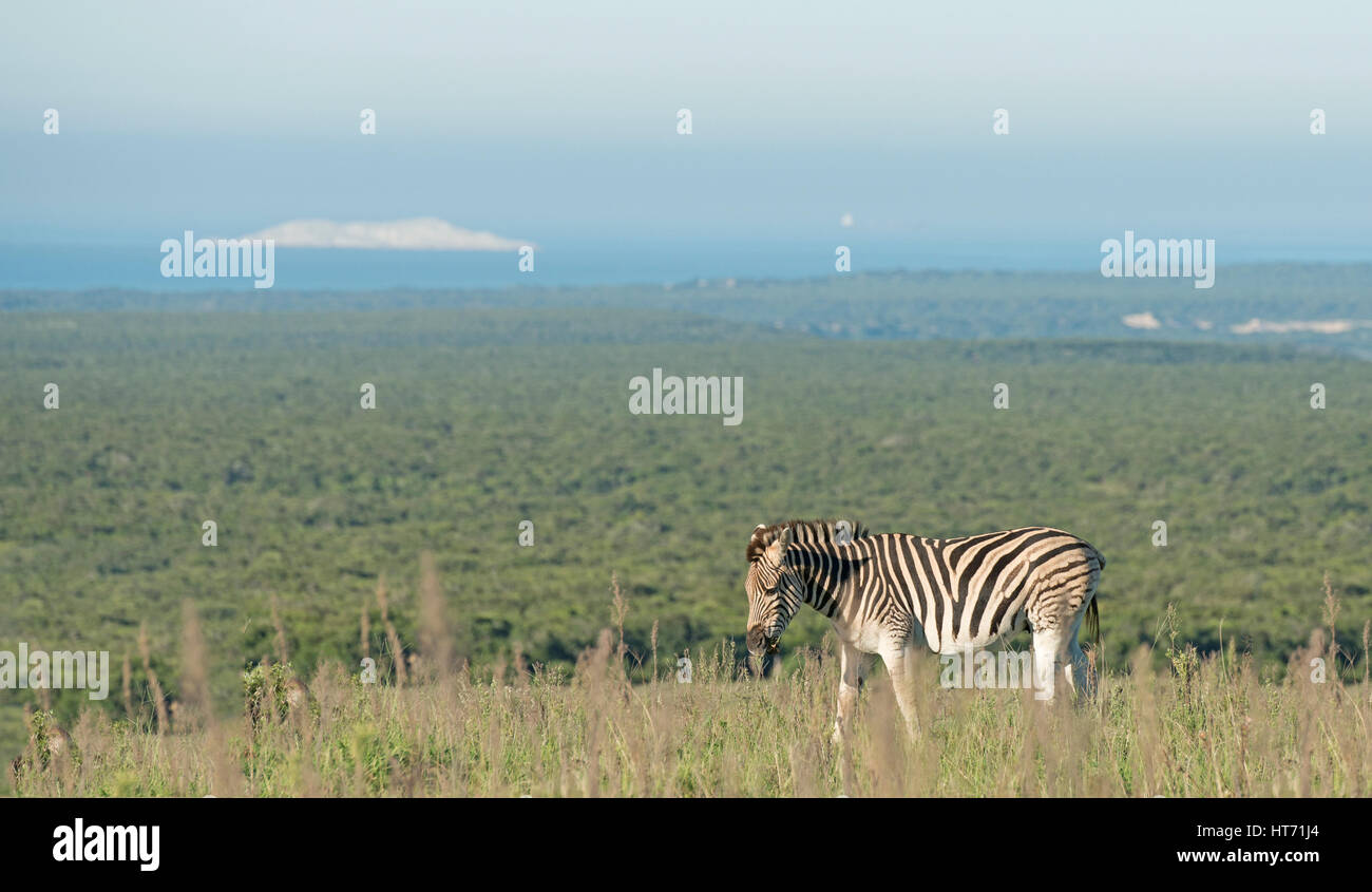 Dans les plaines Zebra Banque D'Images