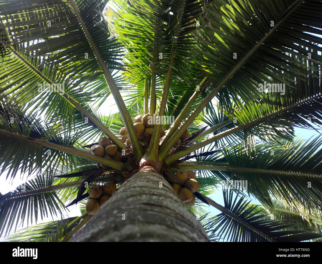 Les cocotiers en hiver. L'Inde. Afrique du Kerala Banque D'Images