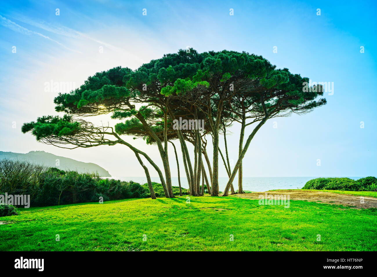 Groupe d'arbres de pin maritime près de la mer et de la plage au coucher de soleil. Baratti, la Maremme, Piombino, Toscane, Italie. Banque D'Images