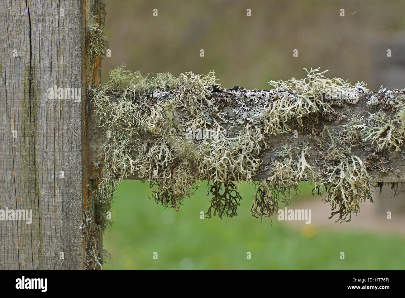 Lichen Banque D'Images