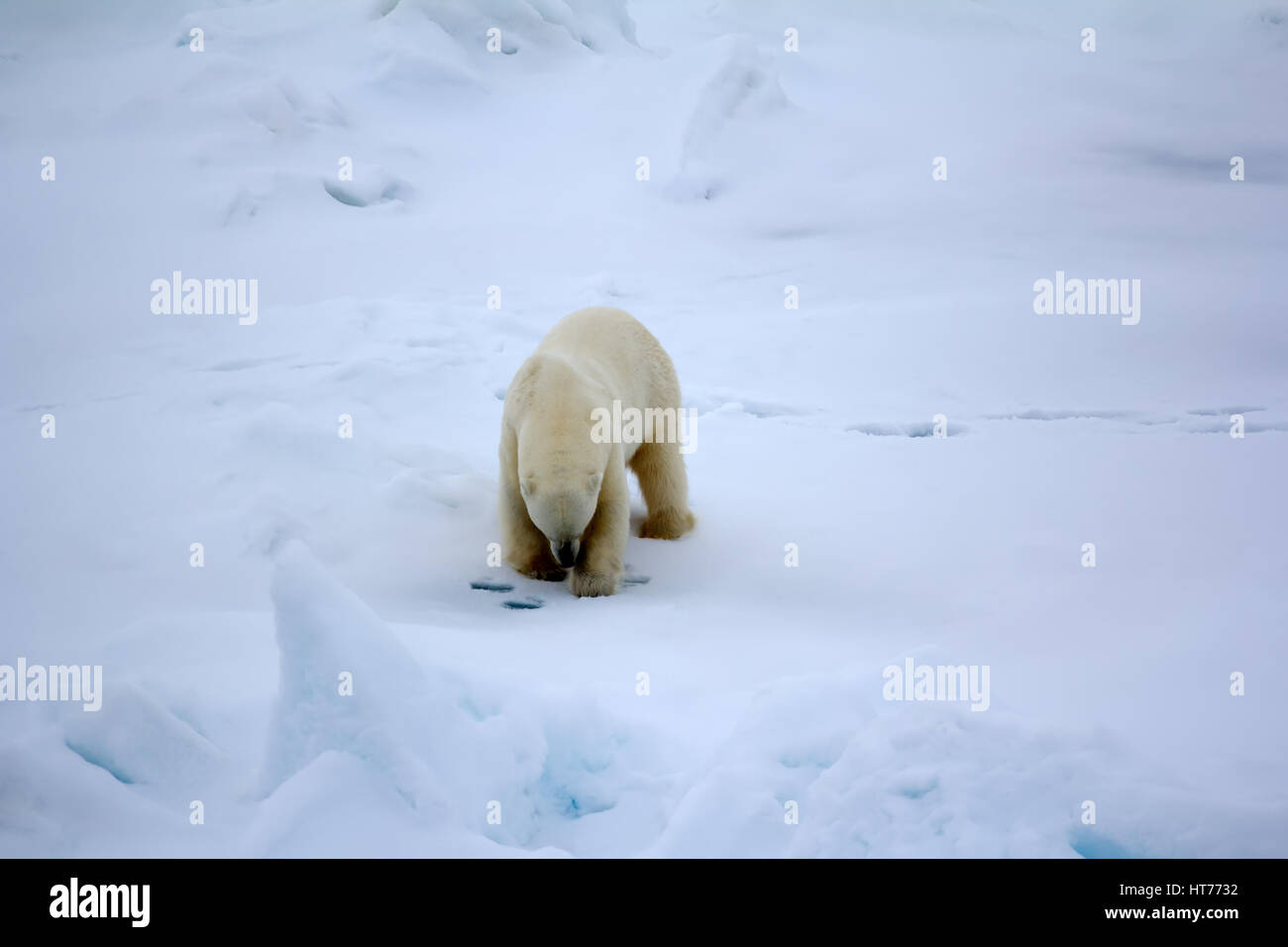 Près de l'ours polaire au pôle Nord. Le comportement de chasse : mâle est  en posture spécifique sur le trou du joint pendant de nombreuses heures  sans se fatiguer Photo Stock -