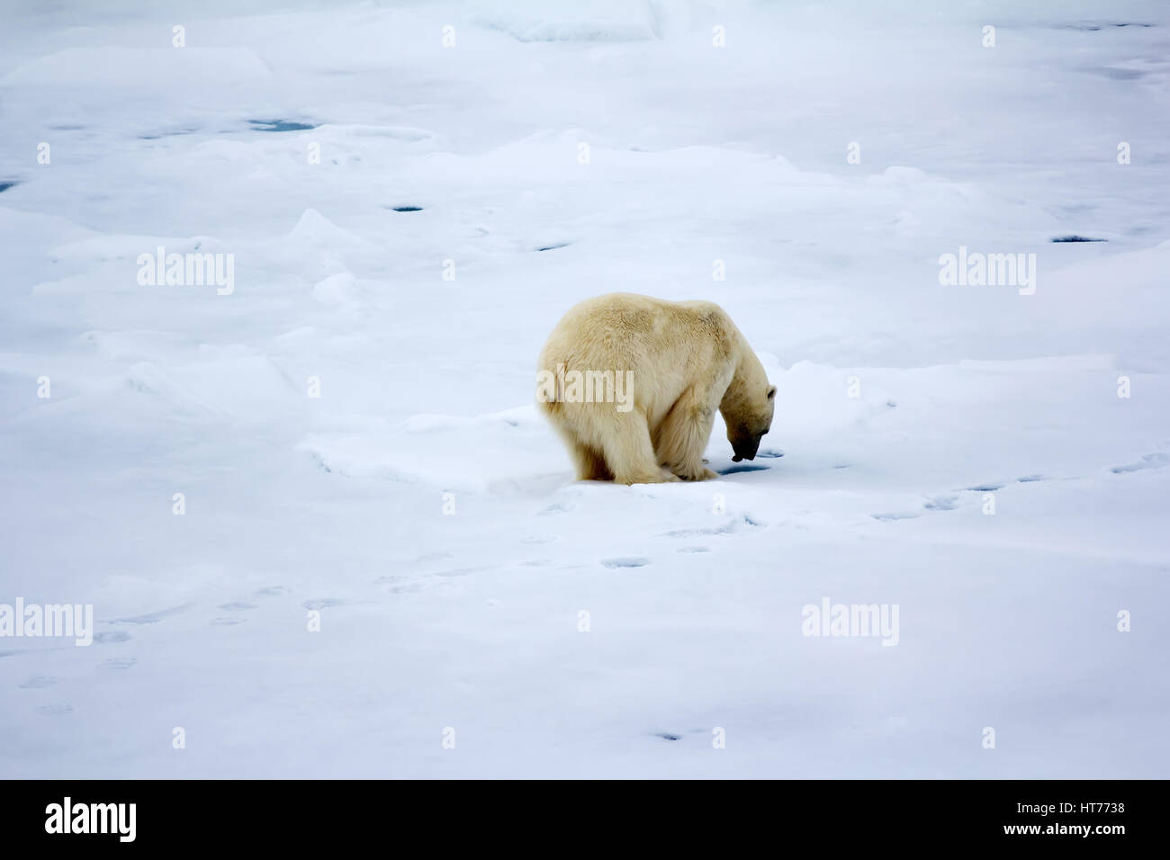 Près de l'ours polaire au pôle Nord. Le comportement de chasse : mâle est en posture spécifique sur le trou du joint pendant de nombreuses heures sans se fatiguer Banque D'Images Près de l'ours polaire au pôle Nord. Le comportement de chasse : mâle est en posture spécifique sur le trou du joint pendant de nombreuses heures sans se fatiguer Banque D'Images