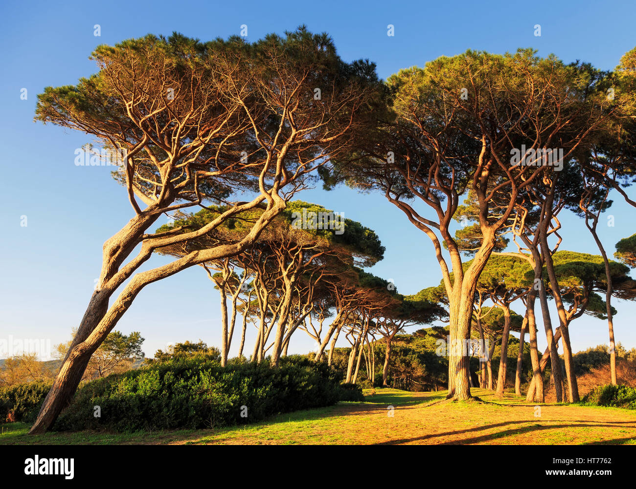 Groupe d'arbres de pin maritime. Baratti, la Maremme, Piombino, Toscane, Italie. Banque D'Images