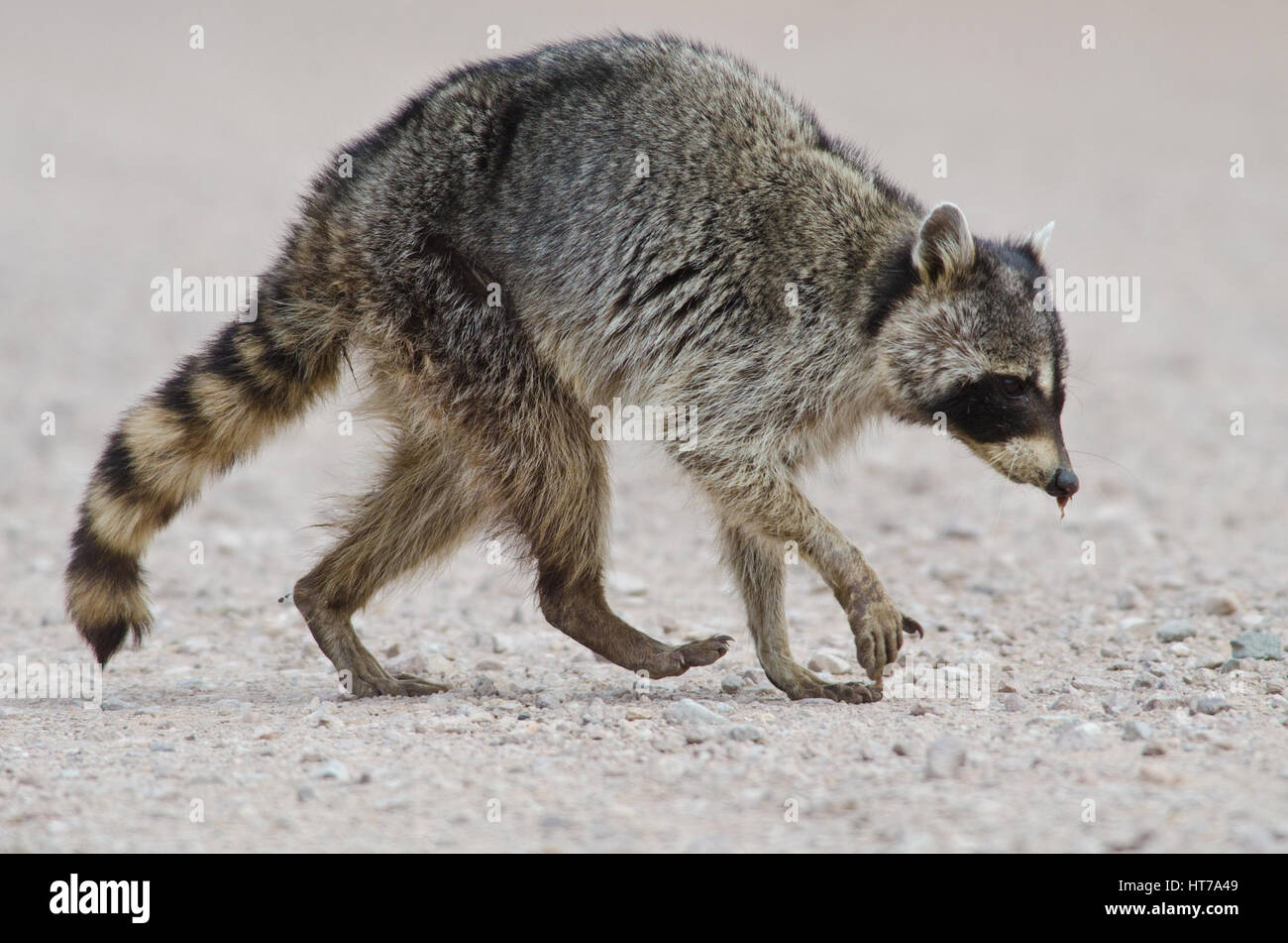 Maladifs à Raccoon à Bosque del Apache National Wildlife Refuge, Nouveau Mexique, USA. Banque D'Images