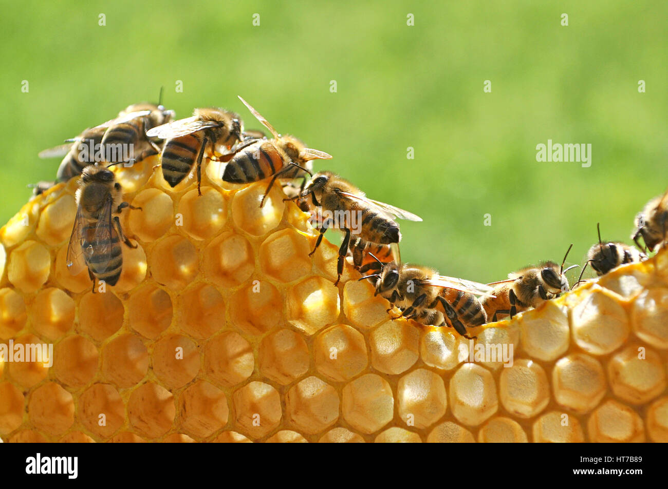 Giant Coocoo Le Miel Et Les Abeilles Les abeilles au travail, la construction d'un nouveau rayon de miel,un