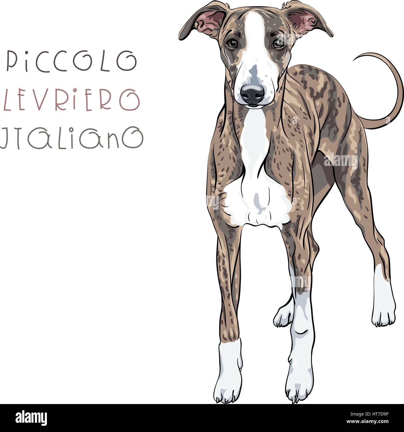 Race de chien lévrier italien vecteur Illustration de Vecteur