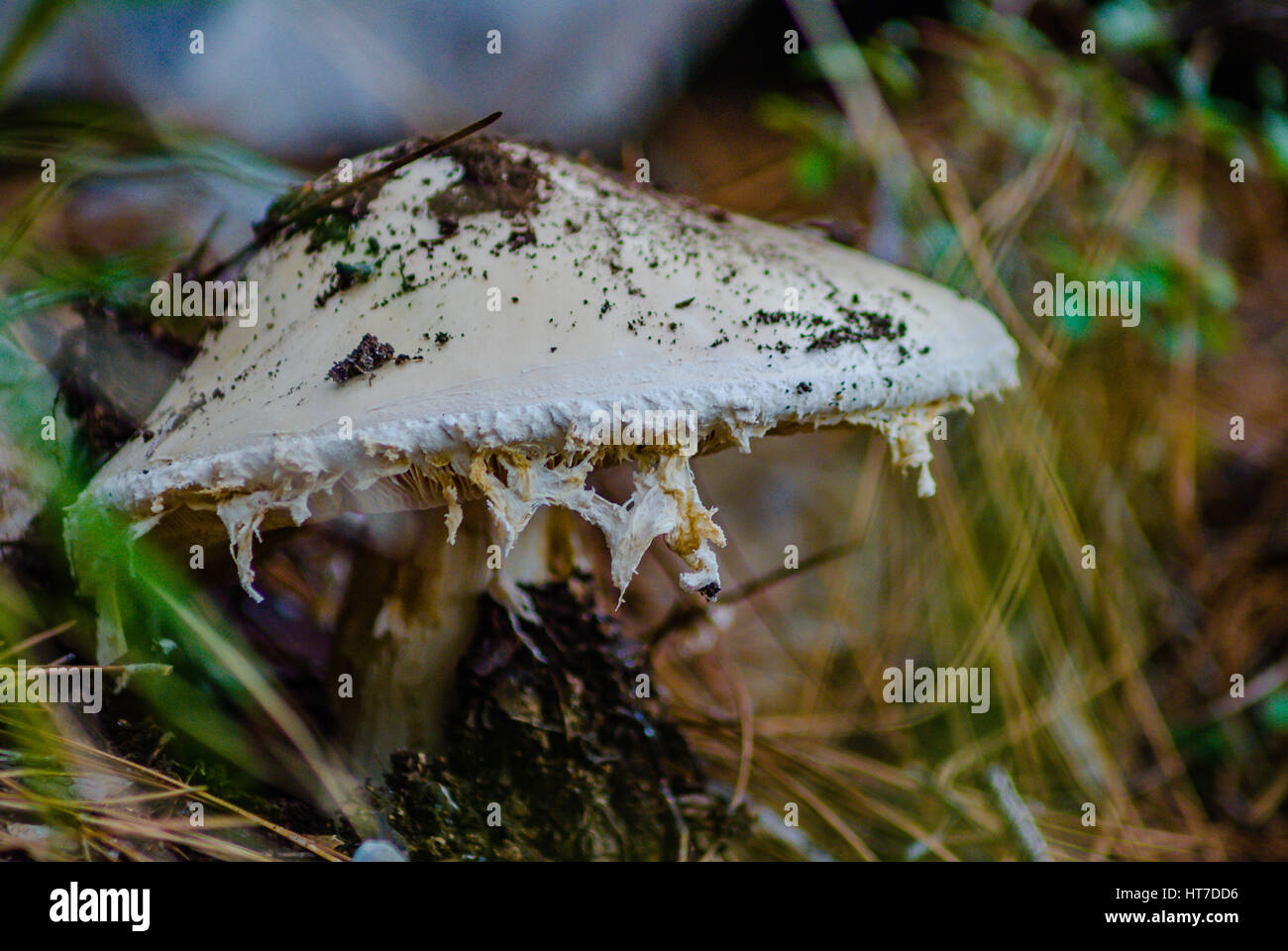 Mushroom close-up Banque D'Images