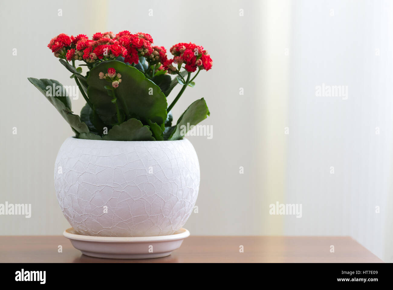 Kalanchoé à fleurs rouges dans un pot blanc Banque D'Images