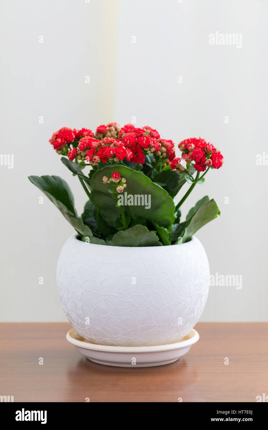 Kalanchoé à fleurs rouges dans un pot blanc Banque D'Images