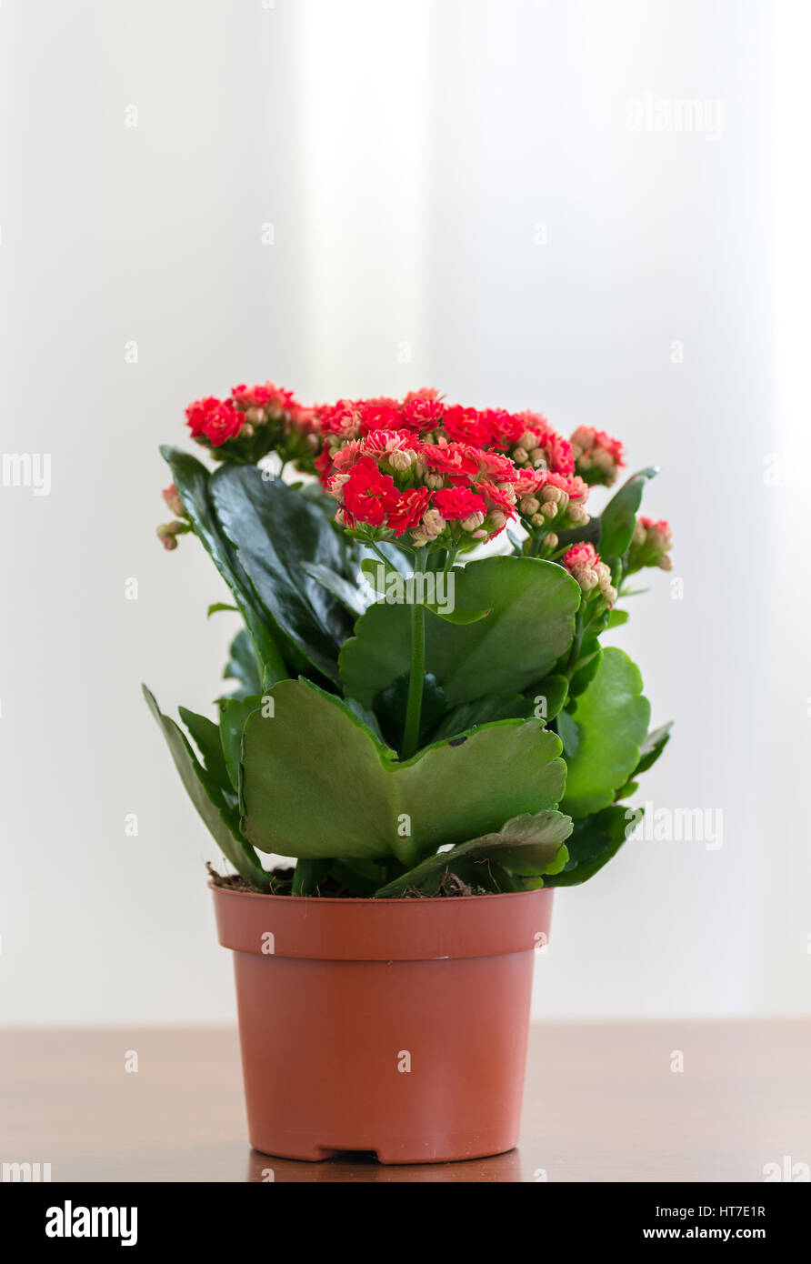 Un Kalanchoé à fleurs rouges dans un pot Banque D'Images