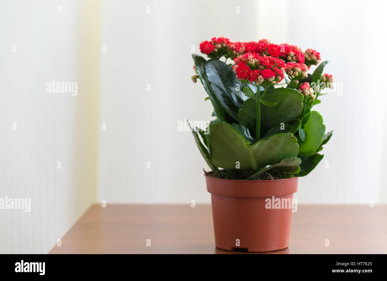 Un Kalanchoé à fleurs rouges dans un pot Banque D'Images