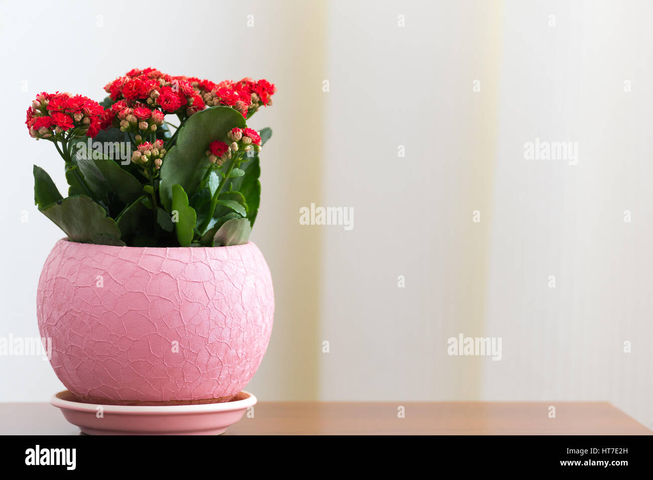 Un Kalanchoé à fleurs rouges dans un pot Banque D'Images
