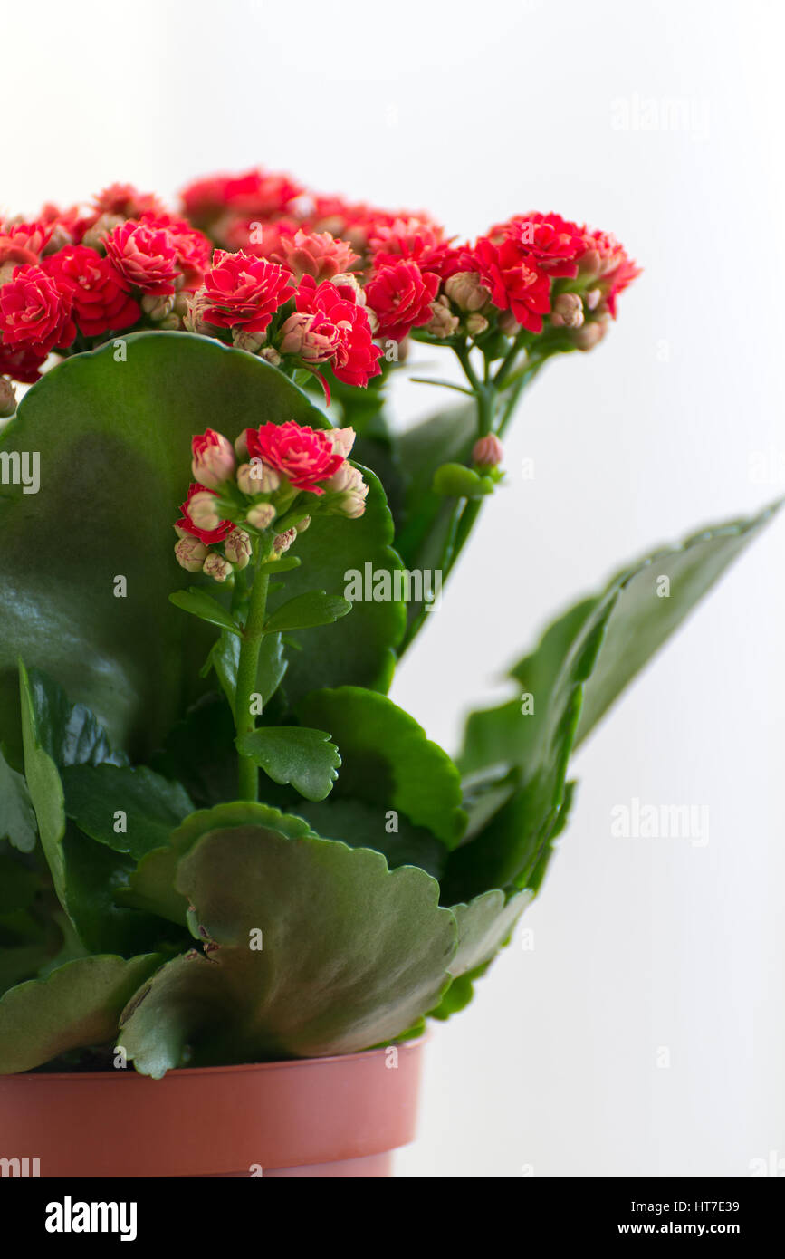 Kalanchoé à fleurs rouges sur fond clair Banque D'Images