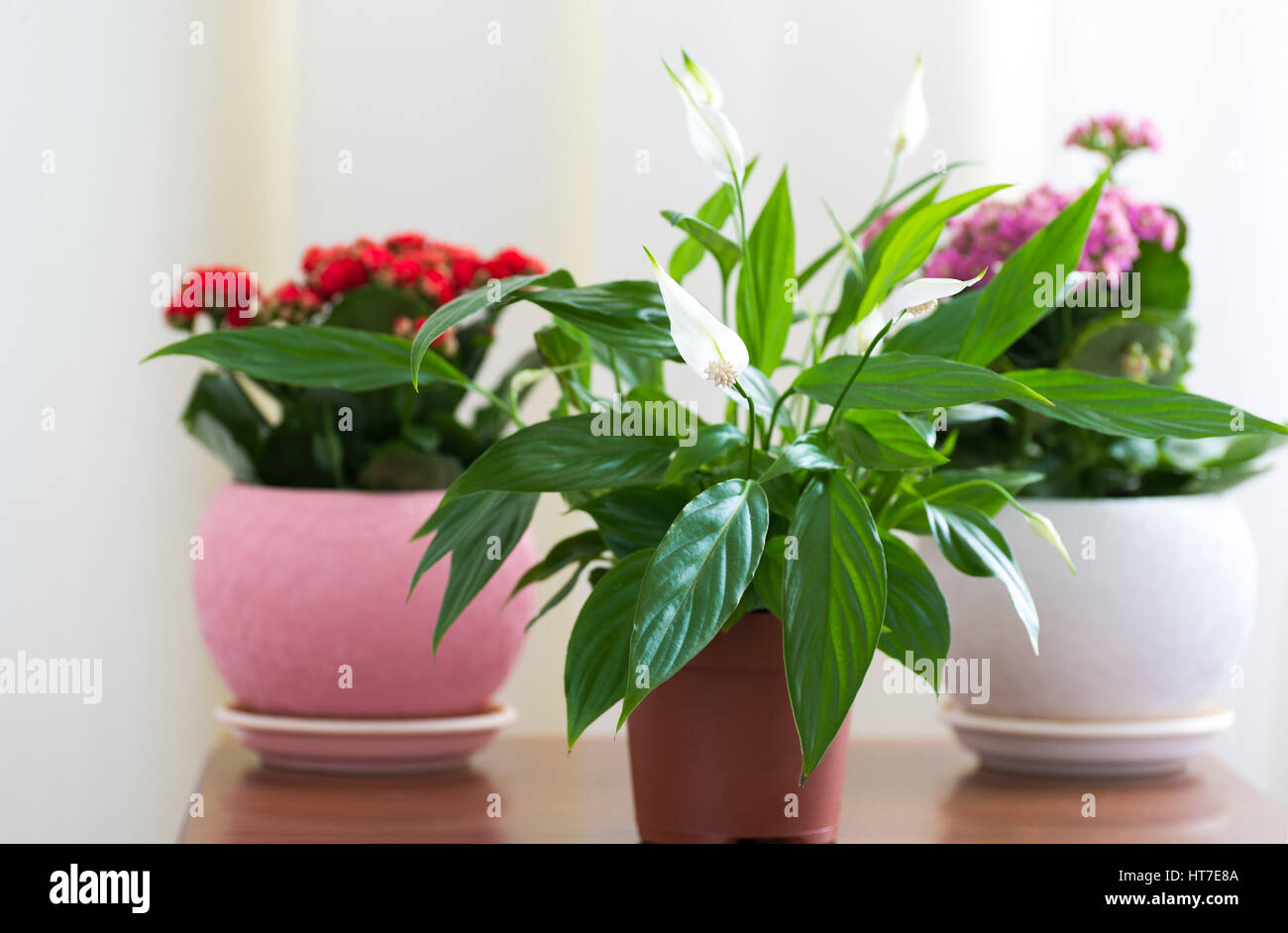 Rouge et Rose et Spathiphyllum Kalanchoe dans l'intérieur Banque D'Images