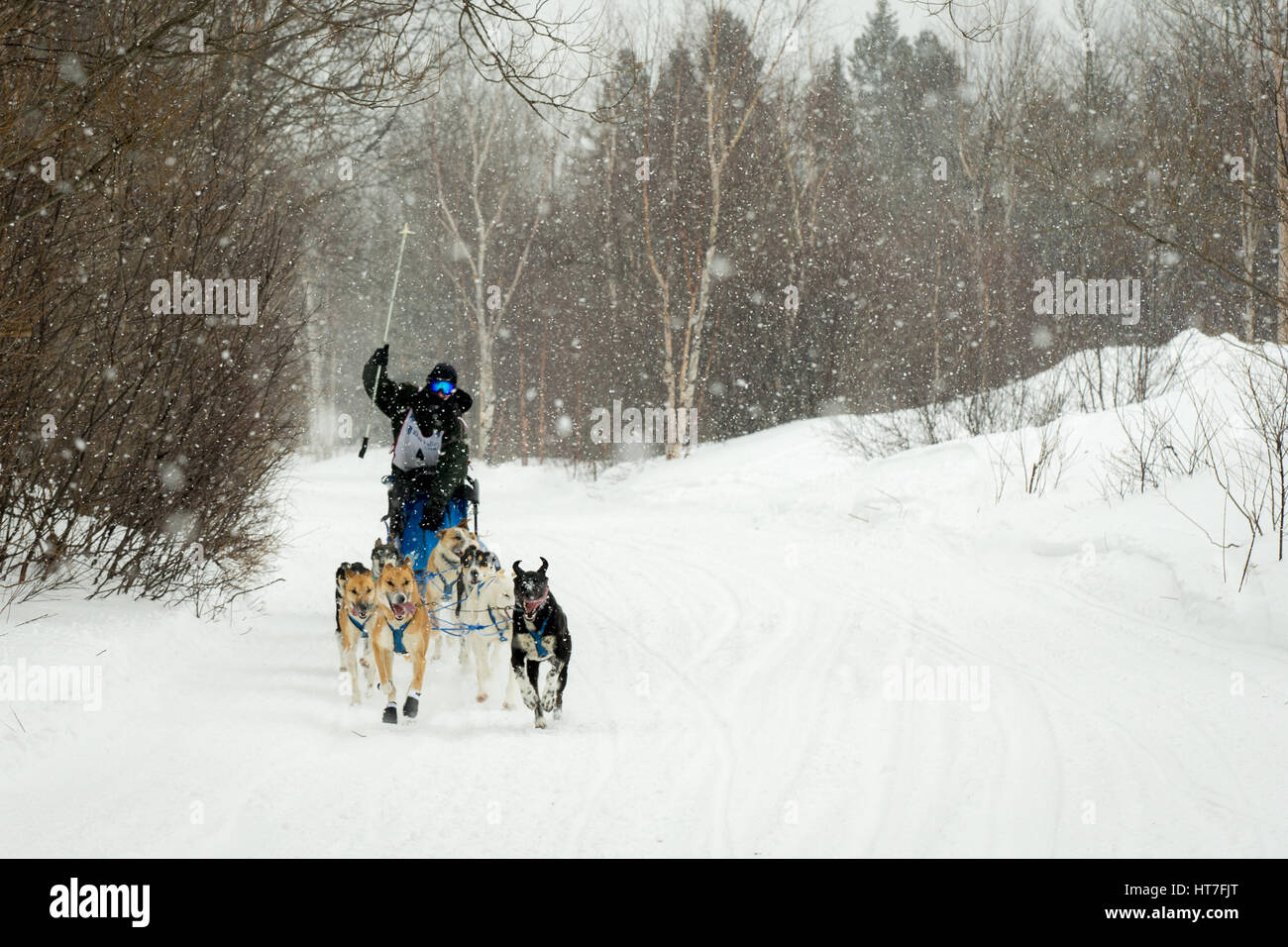 Calumet, MI - mars 1, 2015 : CopperDog 150 Course de chiens de traîneau. Parcourir 150 milles équipes sur 3 jours au cours de l'événement annuel, qui débute et se termine à sa Banque D'Images