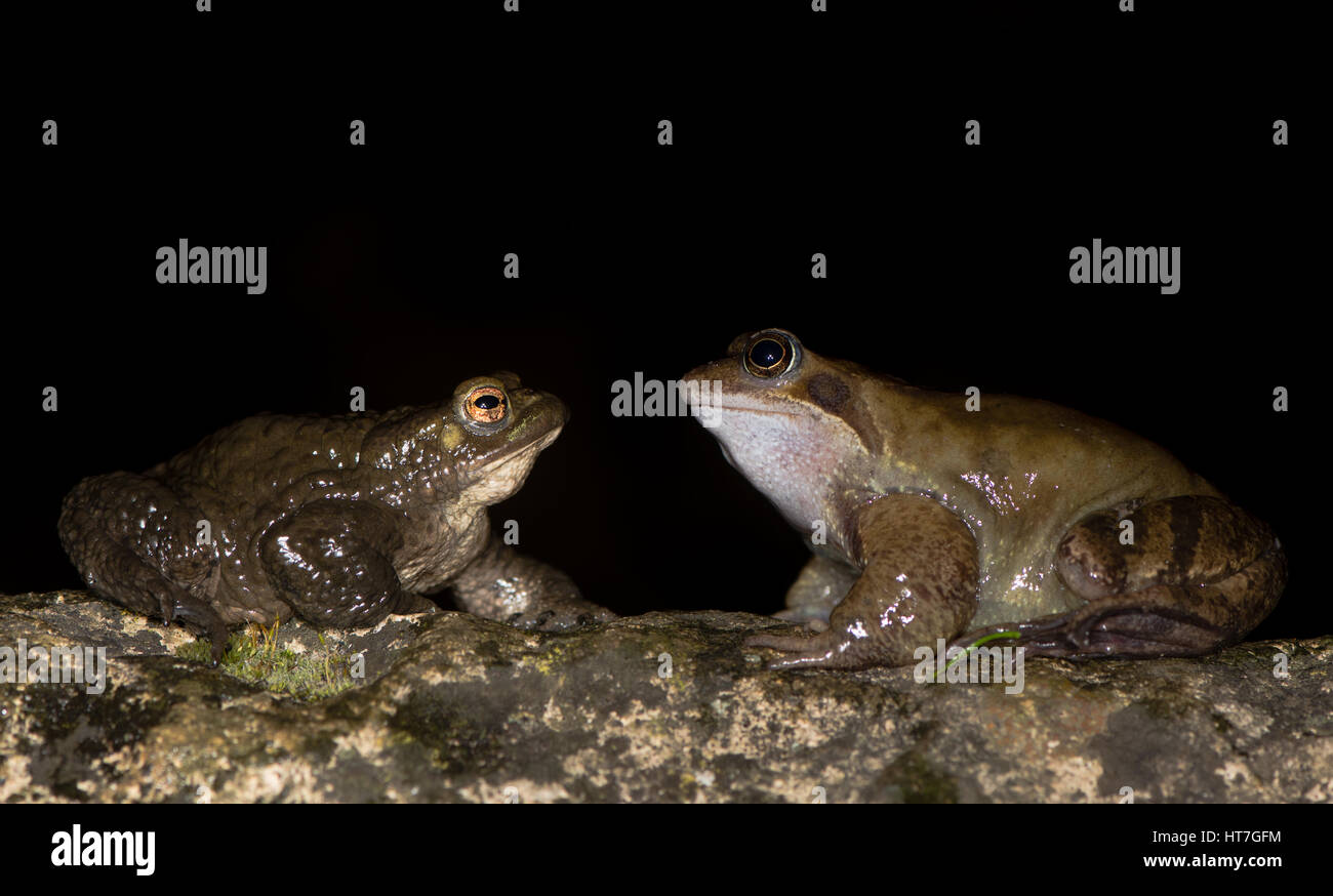 Grenouille rousse (Rana temporaria) et de crapauds (Bufo bufo) Comparaison de deux amphibiens, de profil, montrant des différences dans la texture de la peau et la taille Banque D'Images