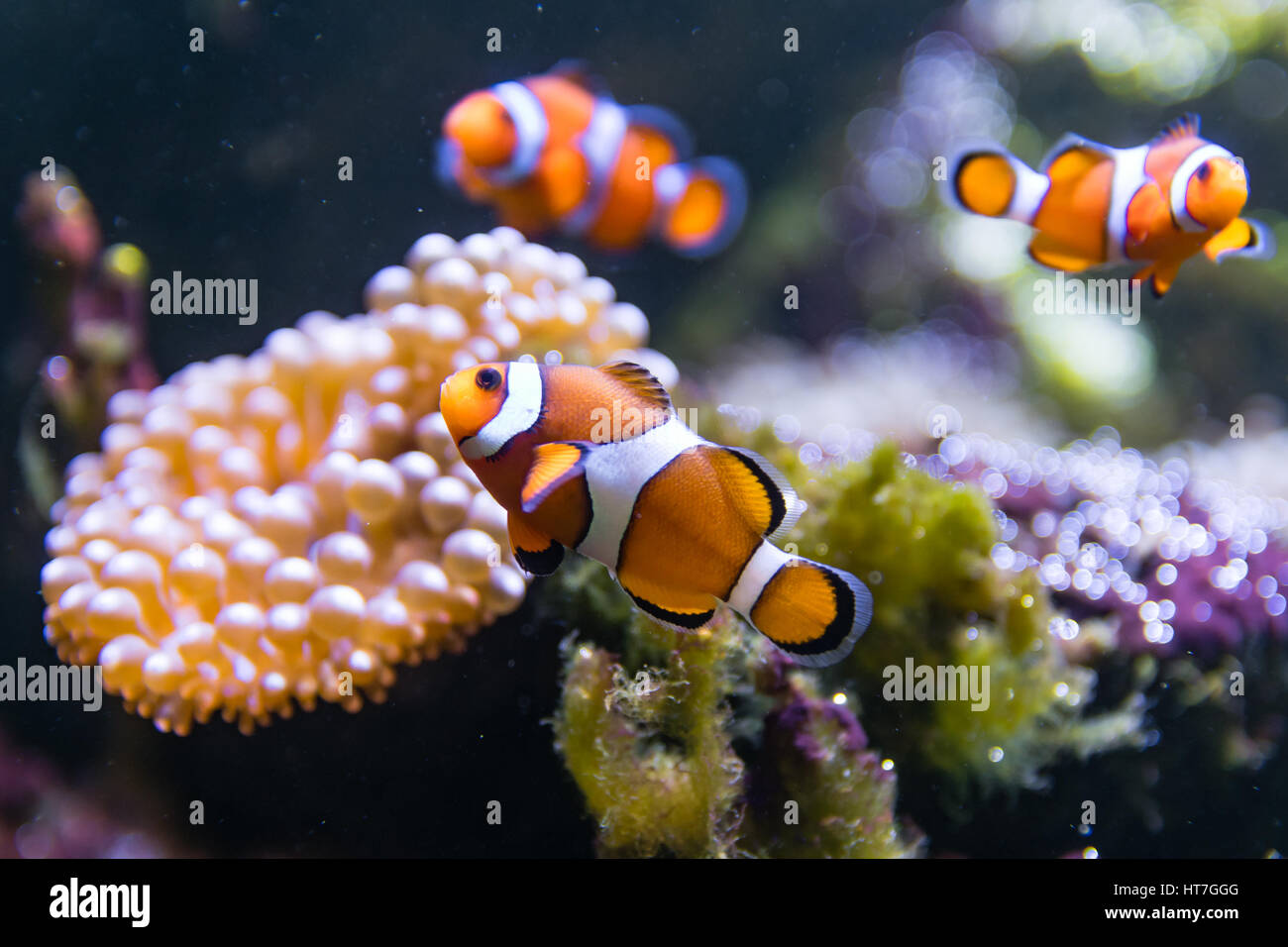 Amphiprion ocellaris (poisson clown) nager autour de anemone. Groupe d'orange et blanc autour du poisson-bulle anémone Entacmaea quadricolor (tip) Banque D'Images
