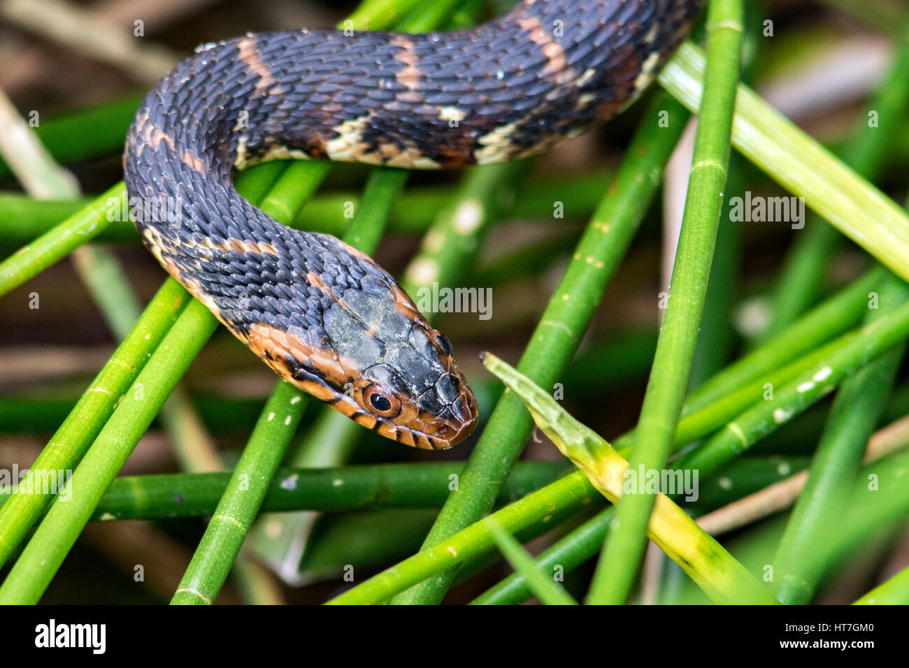 Serpent d'eau baguées en Floride - Green Cay Les zones humides, Boynton Beach, Floride, USA Banque D'Images