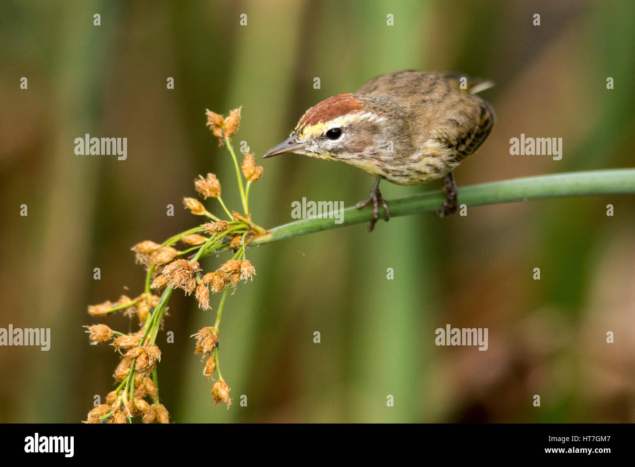 Paruline (Setophaga palmarum) - Green Cay Les zones humides, Boynton Beach, Floride, USA Banque D'Images