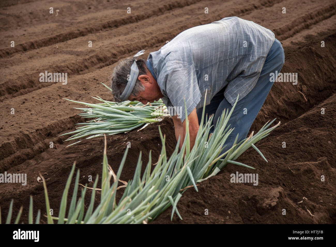 Agriculteur travaillant dans Un champ pour planter des oignons en été près de Tokyo Banque D'Images