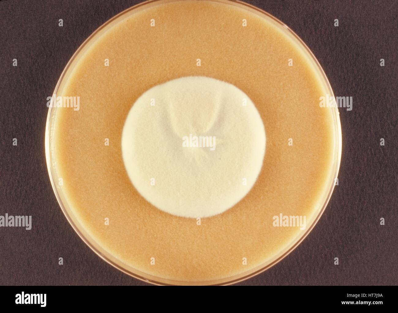 Vue de dessus d'une plaque de gélose de céréales culture d'une colonie du champignon Microsporum persicolor zoophilic, 1973. Image courtoisie CDC/Dr. Arvind A. Padhye. Banque D'Images