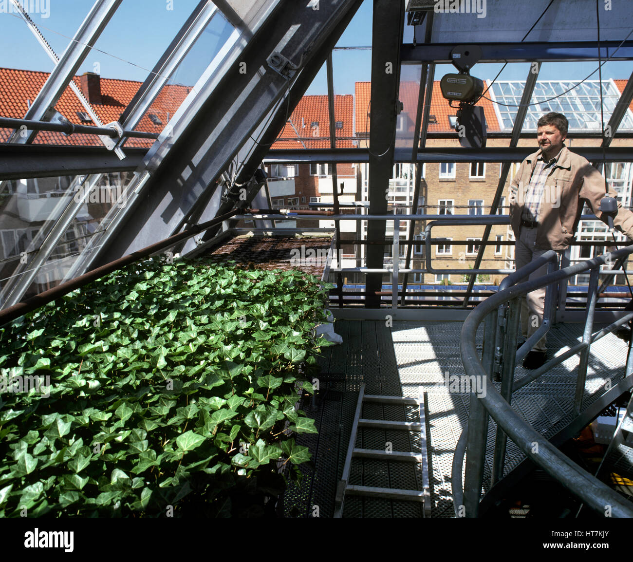 Plantes sont cultivés à des fins commerciales, en utilisant des eaux usées purifiées et traitées, au dernier étage de l'Bioworks, Kolding, Danemark. Banque D'Images