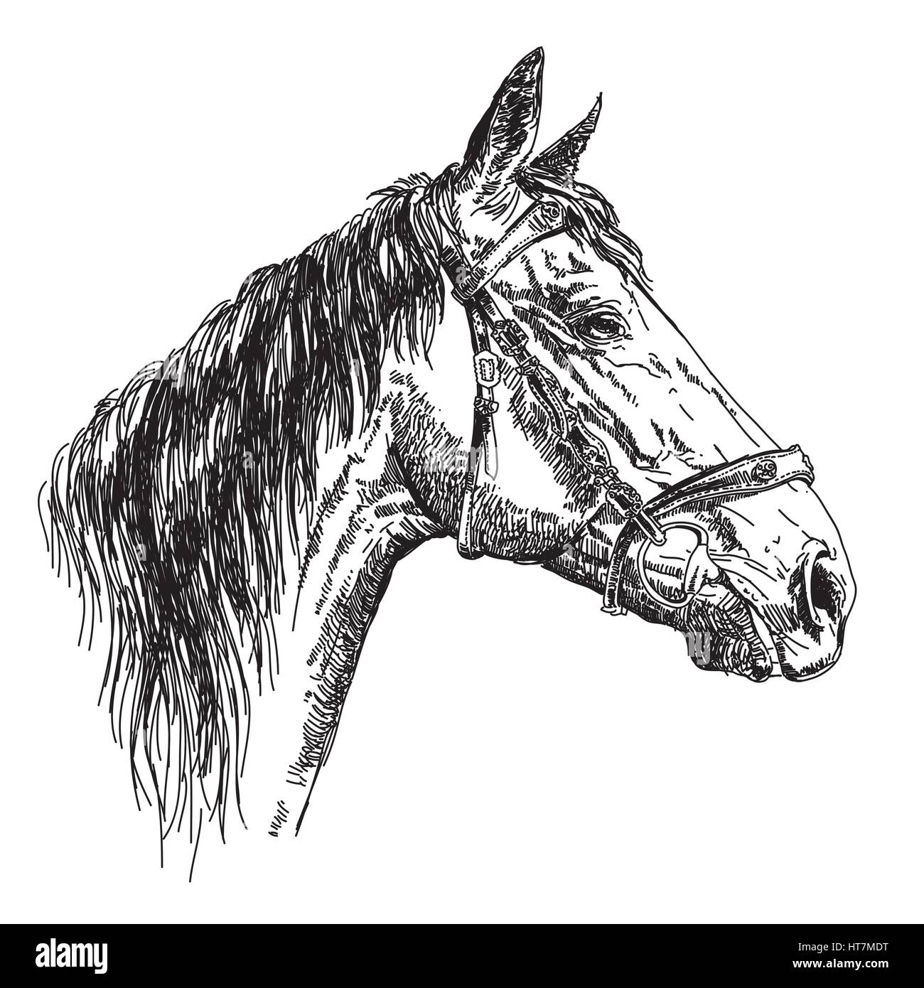Profil de tête de cheval avec mors en noir et blanc dessin illustration Illustration de Vecteur