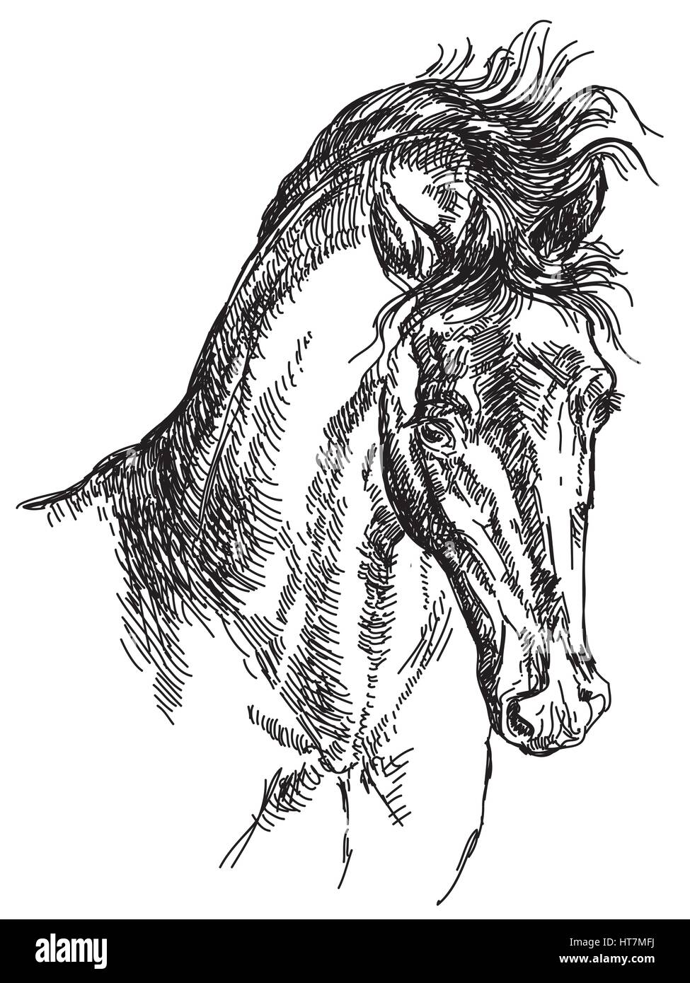 Tête de cheval avec mane vector illustration dessin à la main Illustration de Vecteur