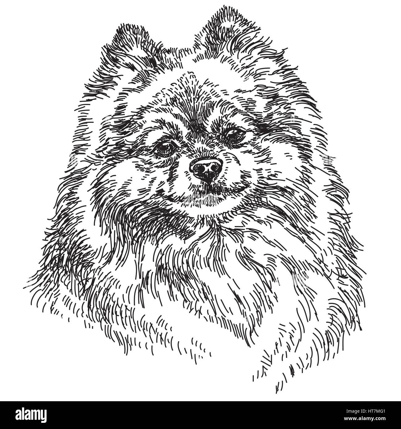Petite illustration vecteur Pomeranian dessin à la main en noir et blanc Illustration de Vecteur