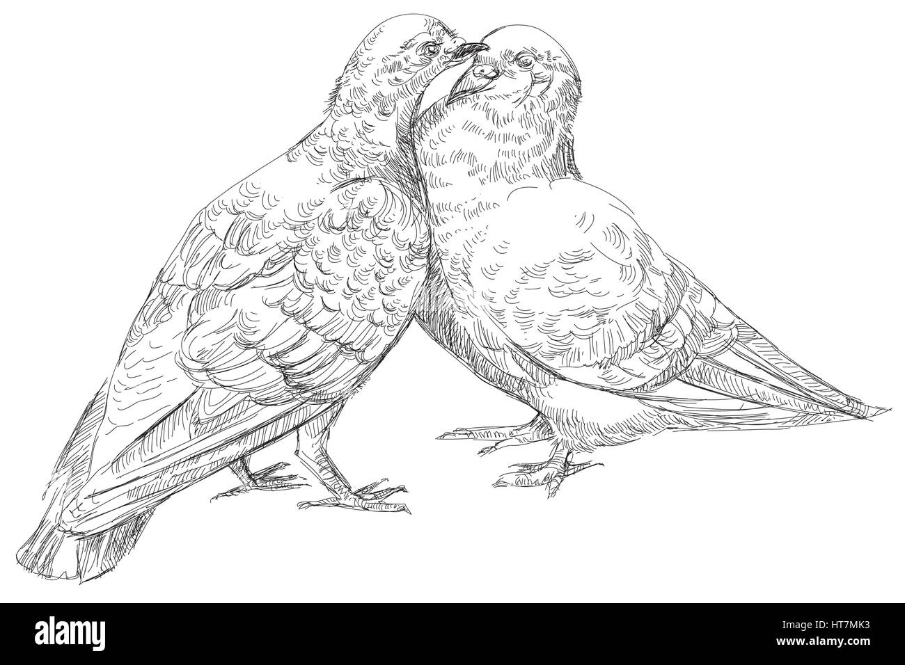 Pigeons amoureux s'embrasser, vector Illustration Illustration de Vecteur