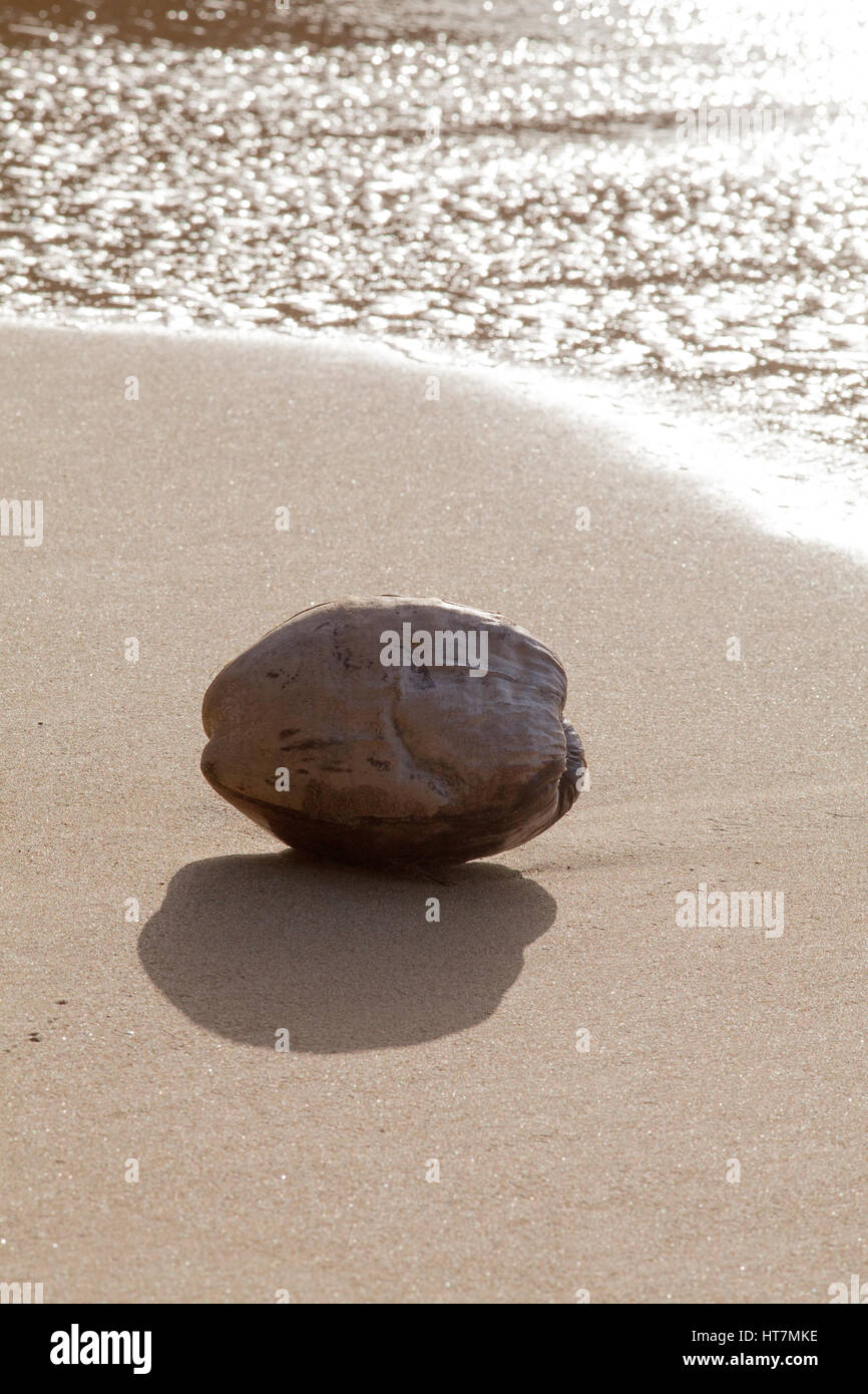 (Coco Cocus nucifera). Woody dur shell fibreux contenant une seule graine drupes ou fruits. Exemple de la dispersion par l'eau de mer et l'action des vagues. Washe Banque D'Images