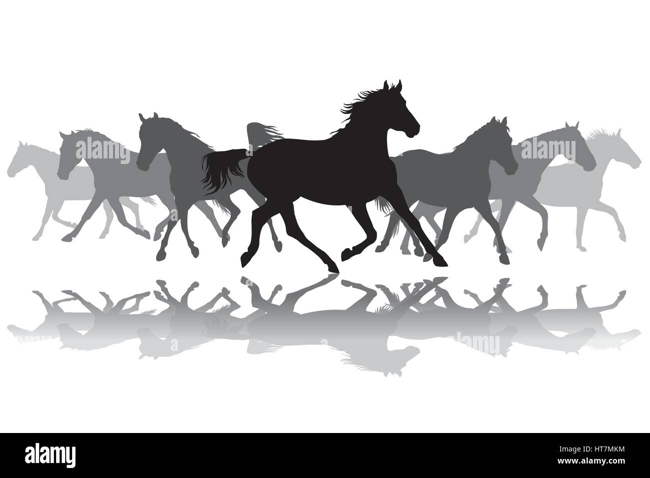 Le trot des chevaux noirs et gris sur fond blanc silhouette vector illustration Illustration de Vecteur