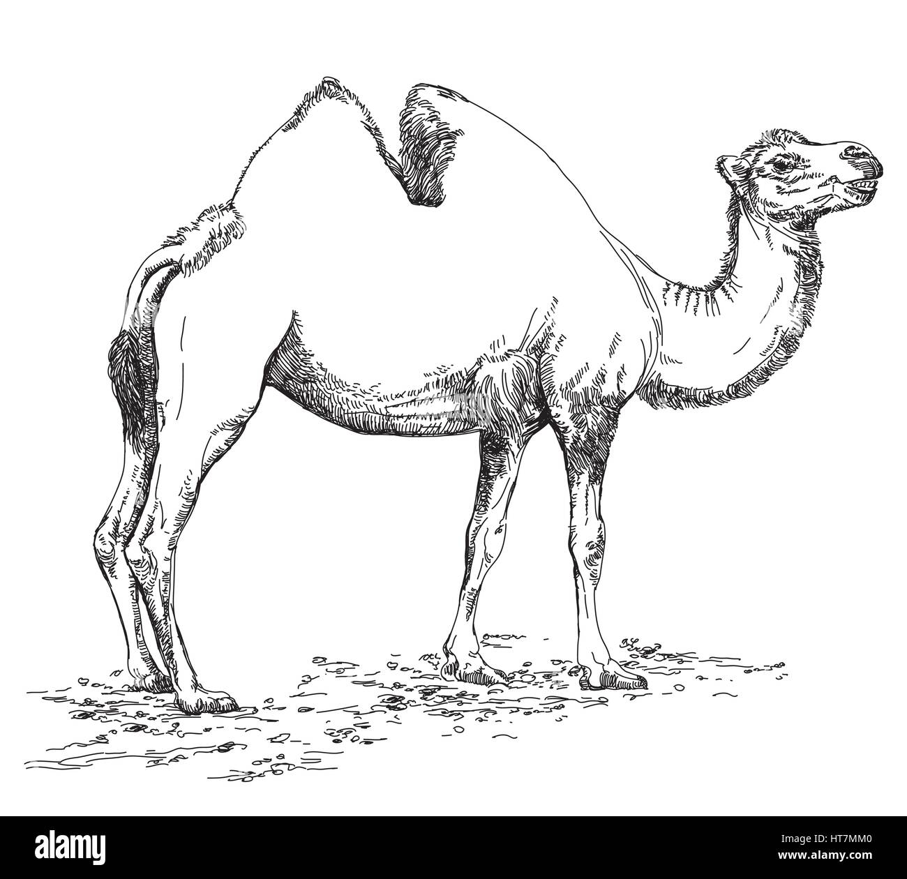 Dessin au crayon d'illustration vectorielle de chameau en noir et blanc Illustration de Vecteur