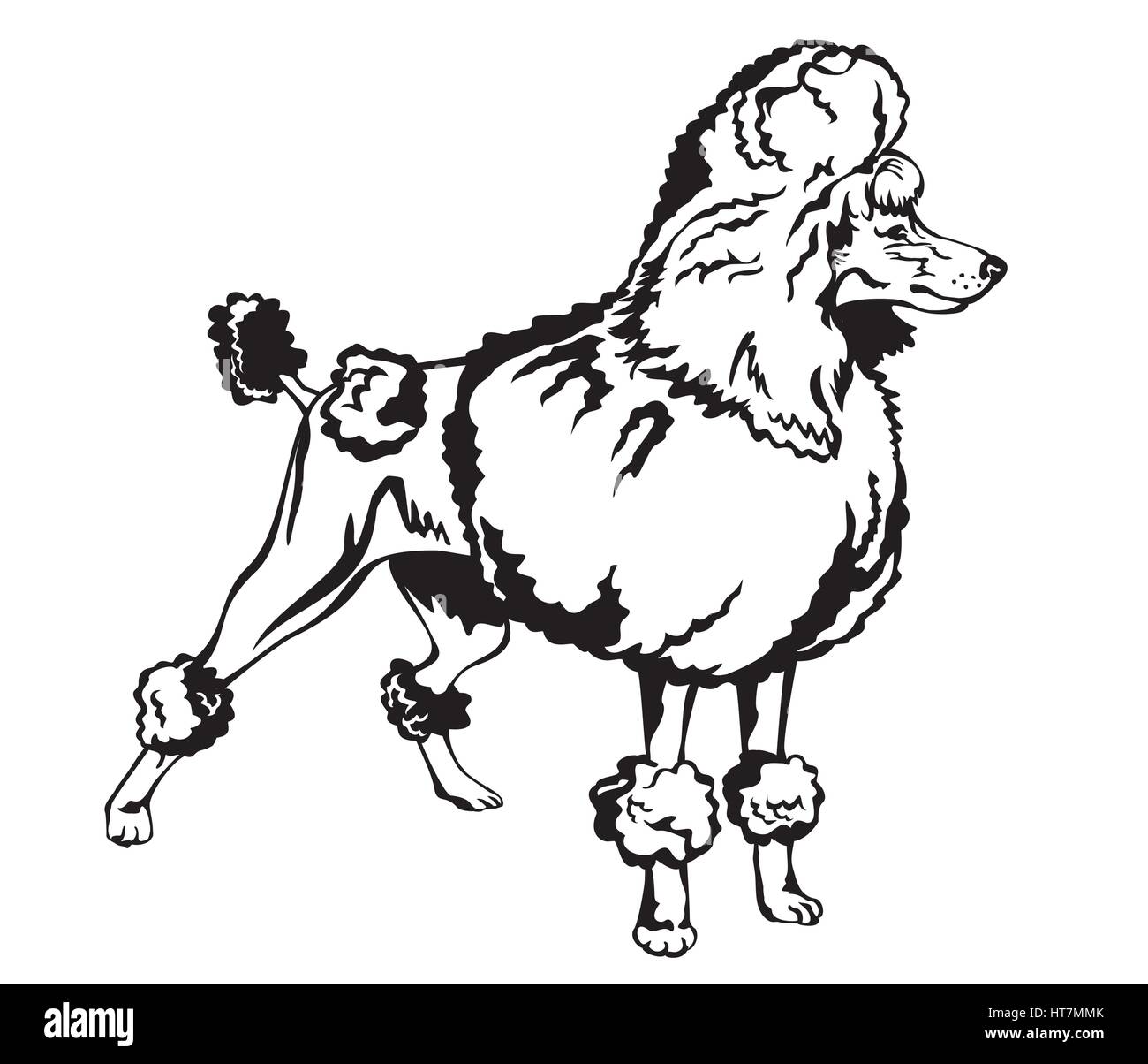 Chien décoratif noir et blanc caniche vector illustration Illustration de Vecteur