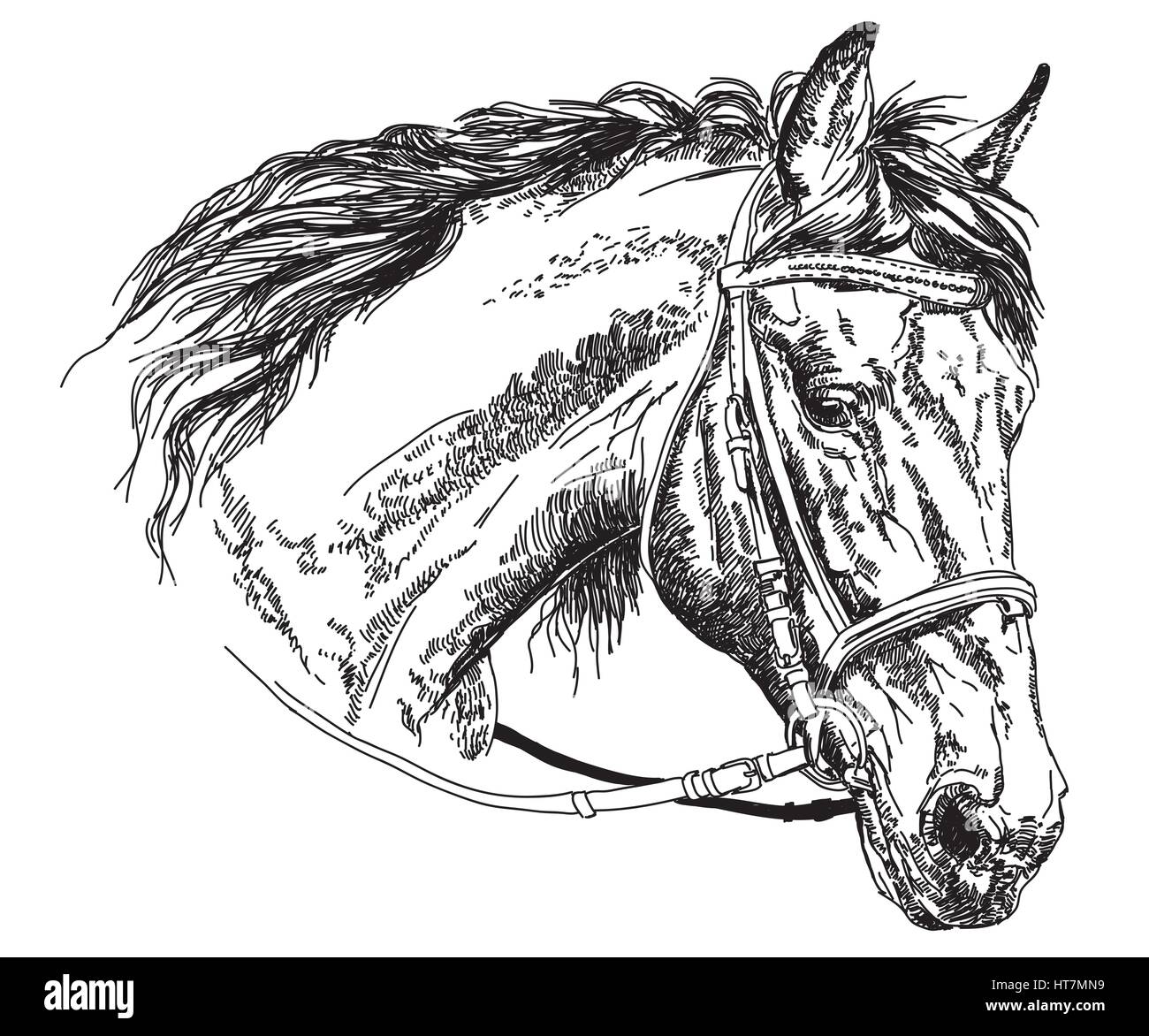 Tête de cheval avec mors en noir et blanc dessin illustration Illustration de Vecteur
