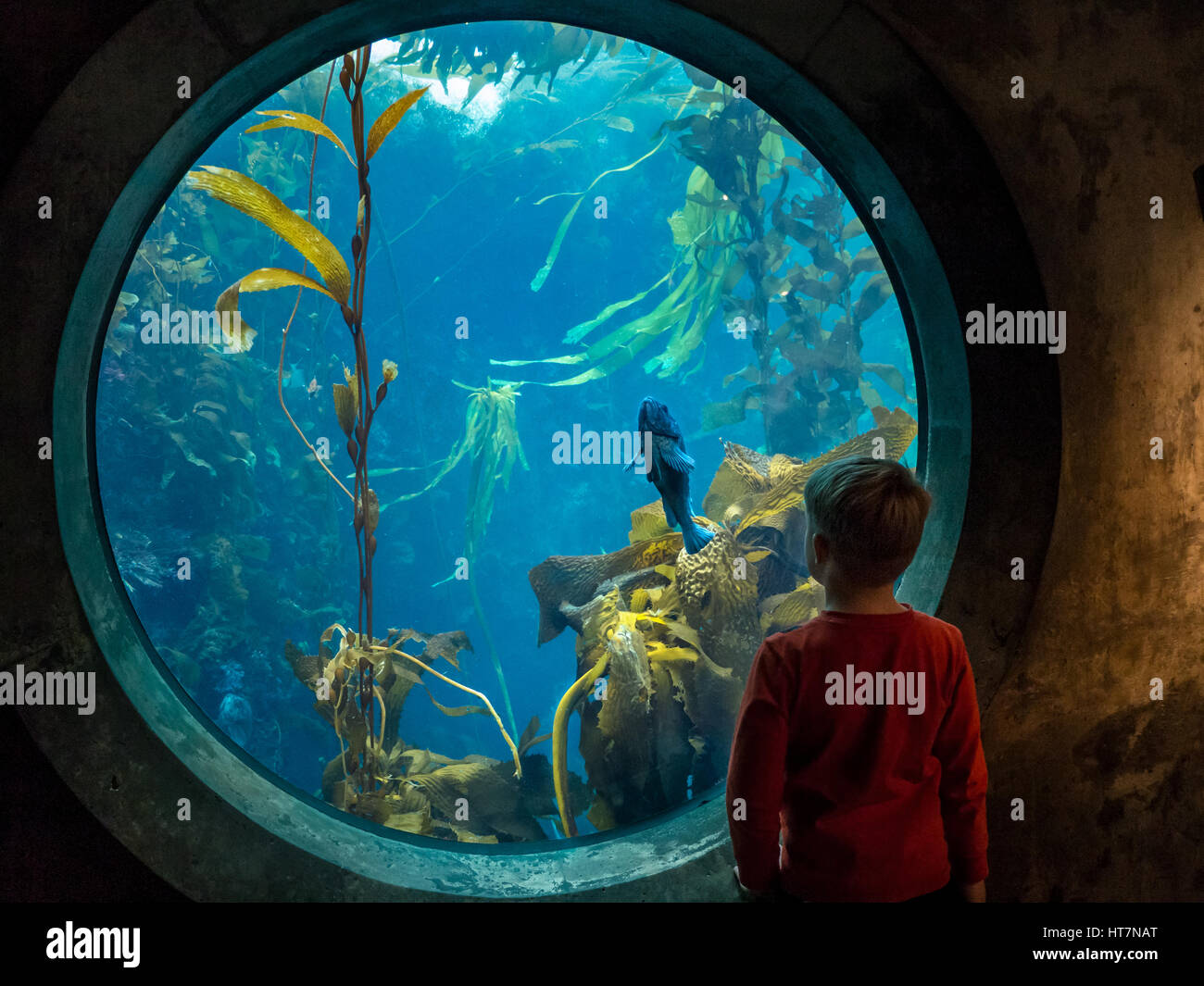 Fenêtre de l'aquarium avec un jeune garçon blond 12-14years regardant un petit poisson bleu de type Groper à l'aquarium de Monterey Monterey Californie États-Unis Banque D'Images