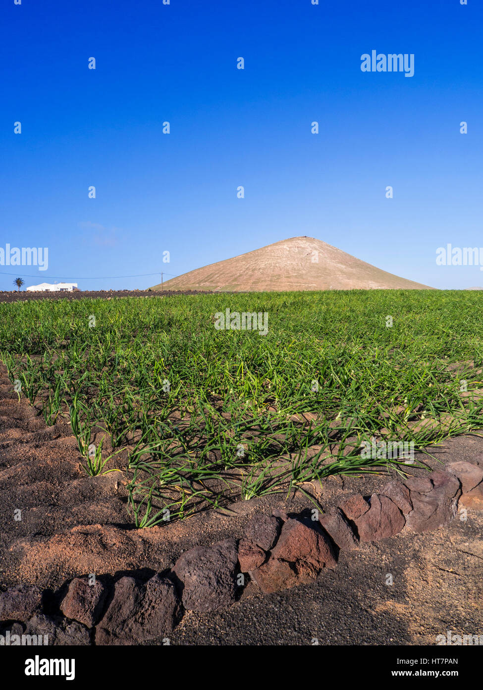 L'AGRICULTURE sol volcanique de Lanzarote VOLCANO Domaines de plus en plus d'oignons dans la lave volcanique fertile picon sol de Lanzarote Iles Canaries Espagne Banque D'Images