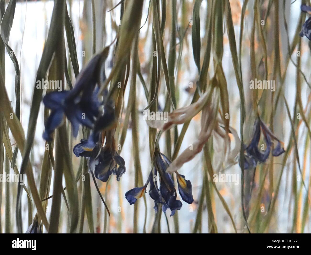 Londres, Royaume-Uni. Mar 8, 2017. L'Iris installation réalisée à partir de dix mille iris frais, par Rebecca Louise Droit, liées avec un fil de cuivre à Galerie, Londres, UK Crédit : Nastia M/Alamy Live News Banque D'Images