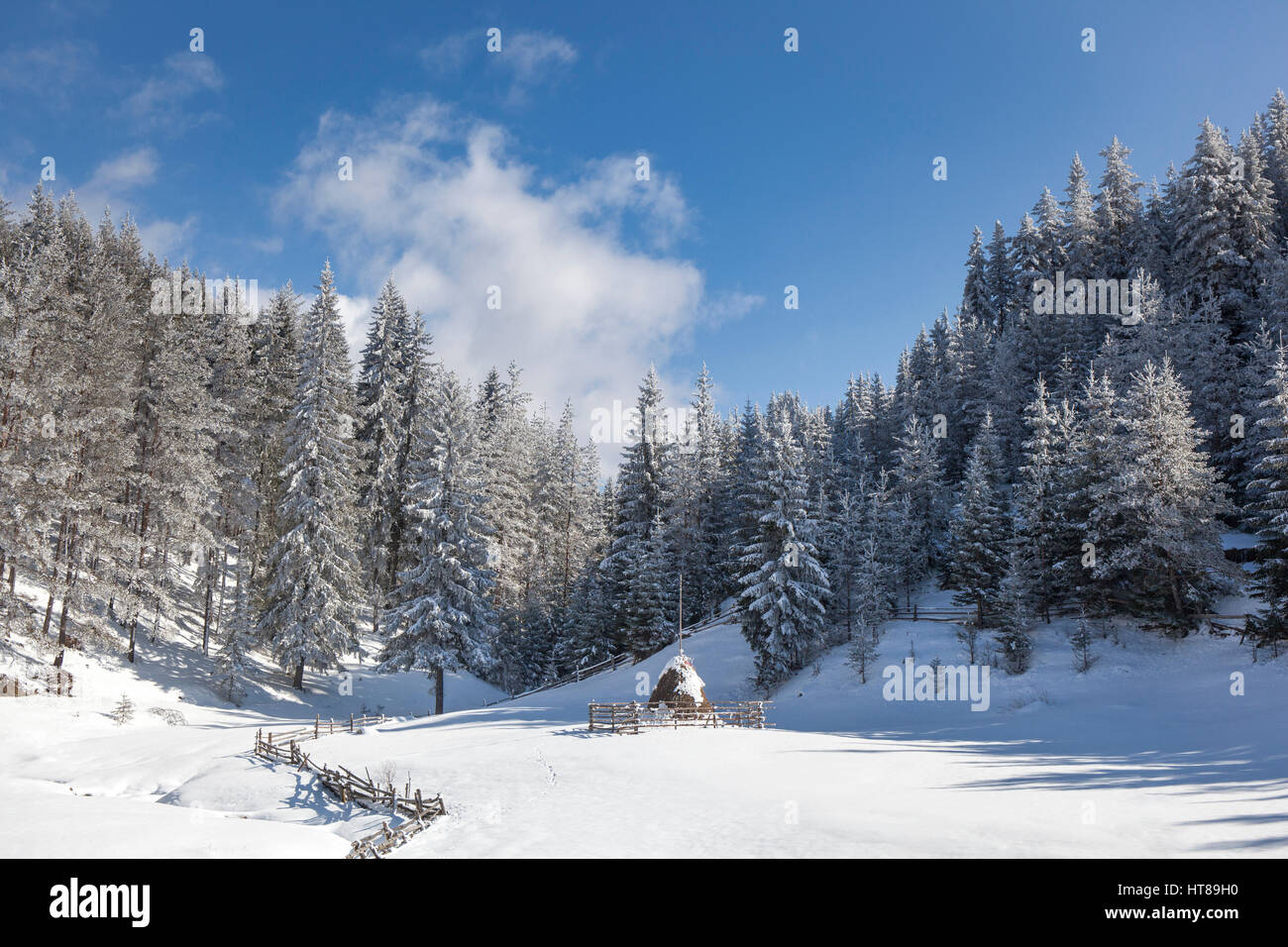 Paysage d'hiver enneigé avec des pins et une botte de couvert de neige dans une petite clairière. Banque D'Images