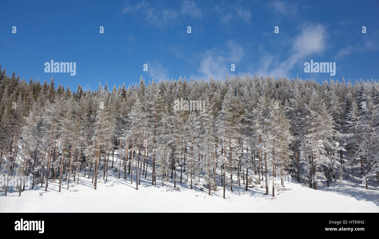Paysage d'hiver enneigé avec forêt de pins sur un fond de ciel bleu dans une journée ensoleillée. Banque D'Images
