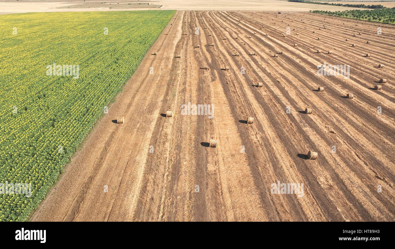 Vue aérienne d'une ramasseuse-presse paille tracteur travaillant dans un champ agricole dans une chaude journée d'été. Banque D'Images