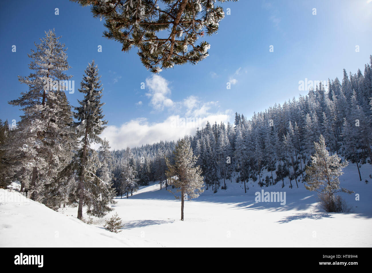 Dans un paysage d'hiver ensoleillé clair de pins couverts de neige dans une petite clairière. Banque D'Images
