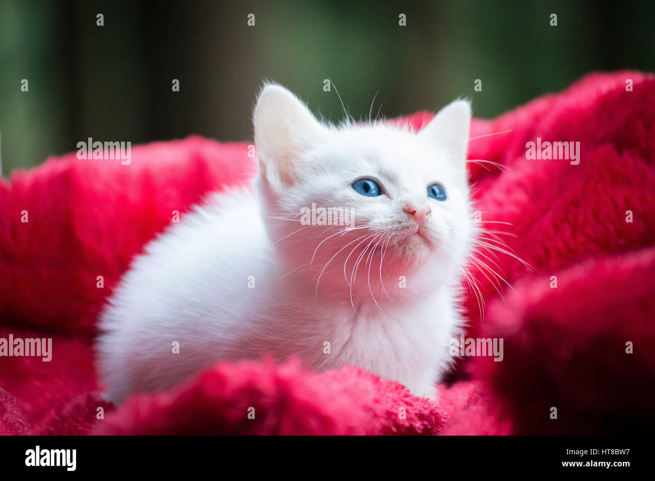 Chaton Blanc Banque D Image Et Photos Alamy Chaton Blanc Banque D Image Et Photos Alamy