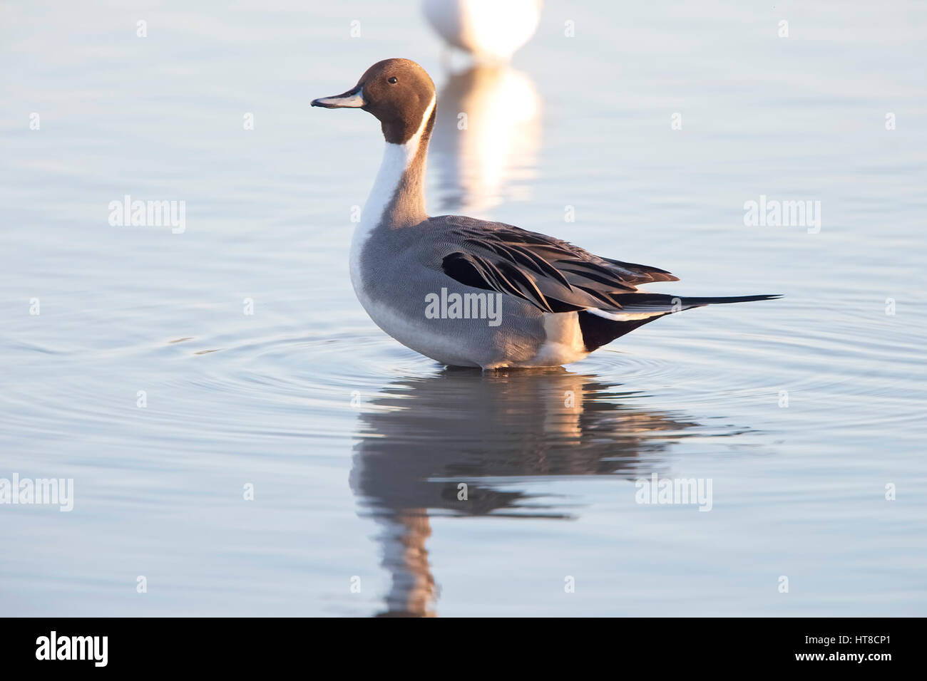 Le Canard pilet (Anas acuta) mâle, natation, Gloucestershire, Angleterre, Royaume-Uni. Banque D'Images