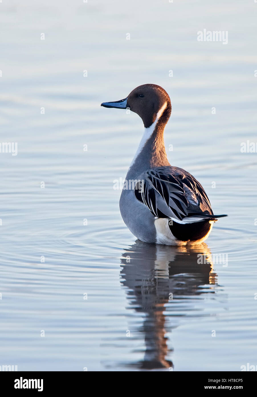 Le Canard pilet (Anas acuta) mâle, natation, Gloucestershire, Angleterre, Royaume-Uni. Banque D'Images