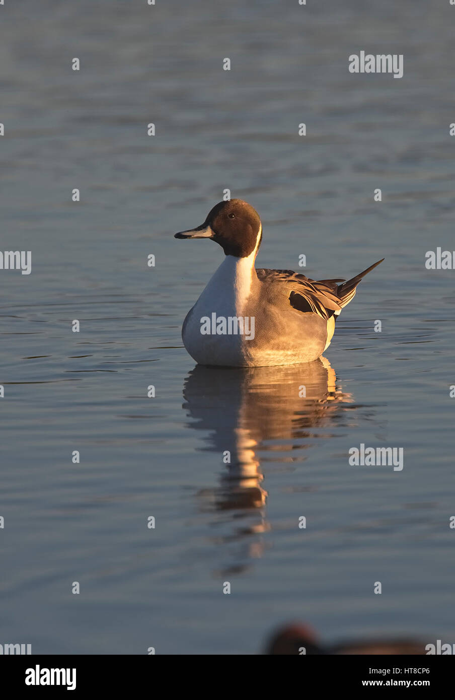 Le Canard pilet (Anas acuta) mâle, natation, Gloucestershire, Angleterre, Royaume-Uni. Banque D'Images